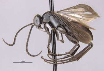 Media type: image;   Entomology 29322 Aspect: habitus lateral view
